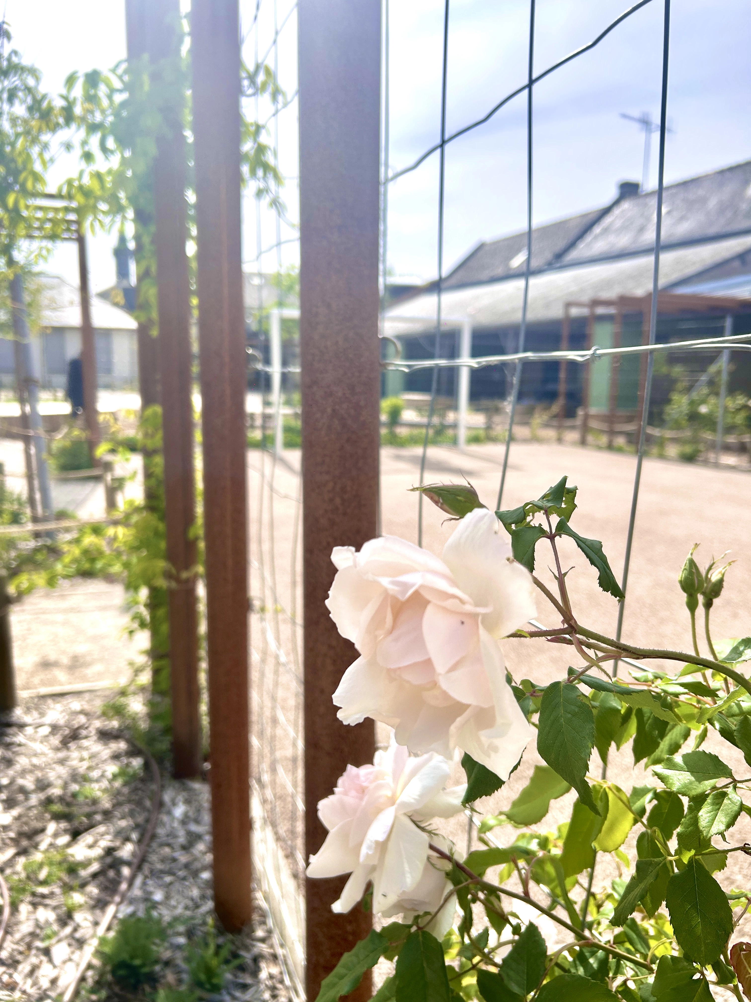 Rosier grimpant sur une pergola de la cour d’école de Savigny-en-Véron